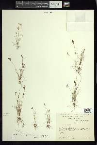 Bulbostylis tenuifolia image