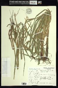 Carex aureolensis image