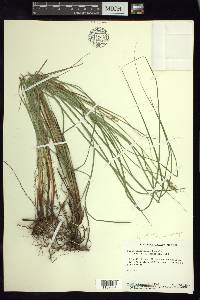 Carex anisostachys image