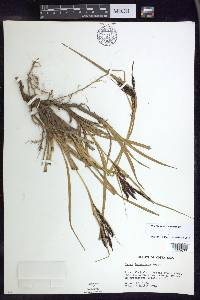 Carex lemanniana image