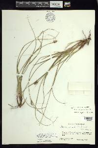 Carex complanata image