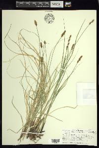 Carex agrostoides image