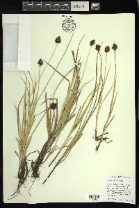 Carex orizabae image