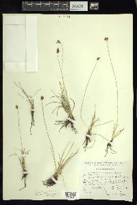 Fimbristylis mexicana image