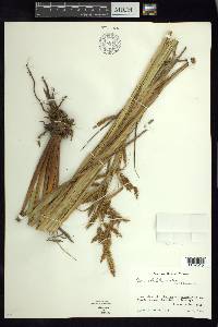 Carex jamesonii var. gracilis image