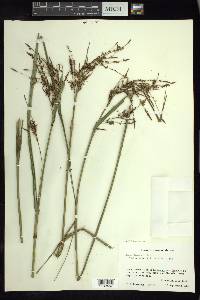 Carex jamesonii var. gracilis image