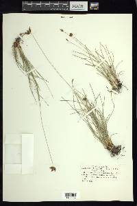 Fimbristylis mexicana image