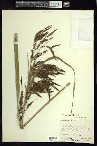 Carex jamesonii var. gracilis image