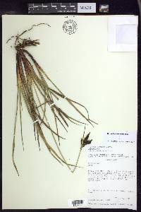 Carex lemanniana image