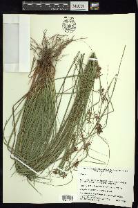 Carex polystachya image