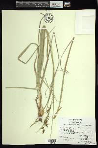 Carex humboldtiana image