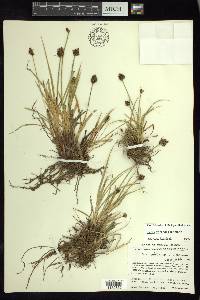 Carex orizabae image