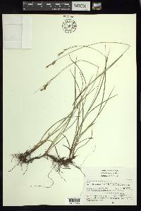 Carex anisostachys image