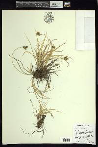 Carex curviculmis image