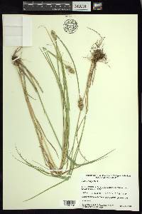 Carex longii image