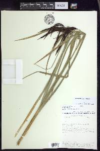 Carex lemanniana image