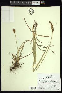 Carex marianensis image