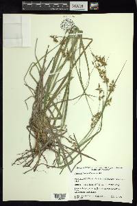 Carex humboldtiana image