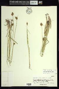 Carex lagunensis image