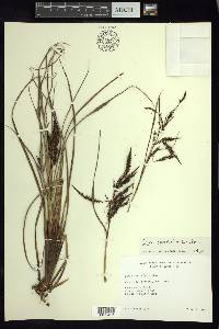 Carex jamesonii var. gracilis image