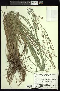 Carex polystachya image