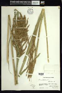 Carex jamesonii var. gracilis image