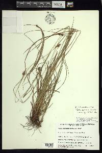 Carex complanata image