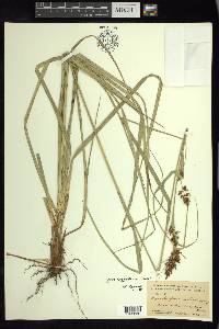 Carex humboldtiana image