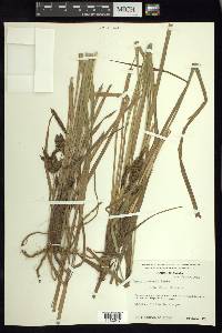 Carex cortesii image