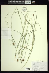 Carex orizabae image