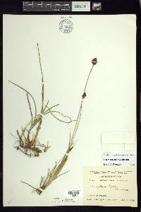 Carex orizabae image