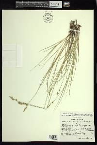 Carex echinata image