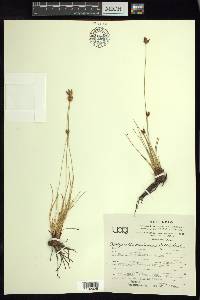 Fimbristylis mexicana image