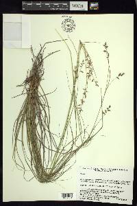 Carex polystachya image