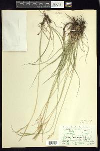 Carex leucodonta image