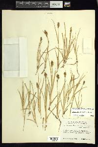 Carex lagunensis image