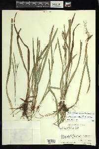 Carex atractodes image