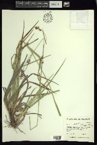 Carex humboldtiana image