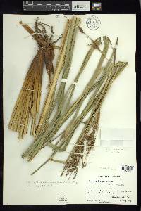 Carex jamesonii var. gracilis image