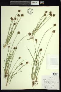 Carex orizabae image