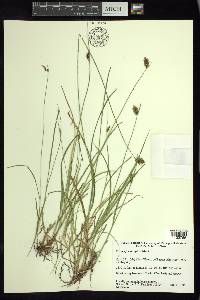 Carex orizabae image