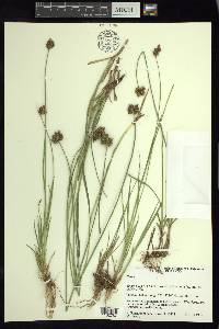 Carex orizabae image