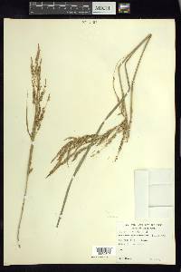 Carex jamesonii var. gracilis image