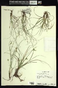 Carex planostachys image