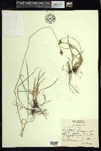 Carex curviculmis image