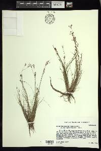 Bulbostylis juncoides image