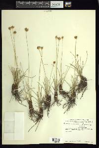 Fimbristylis mexicana image