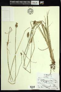 Carex marianensis image