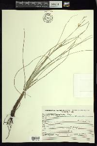 Carex planostachys image