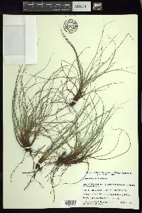 Carex planostachys image